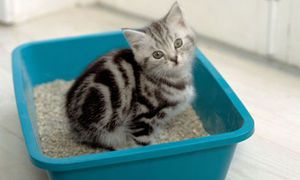 Котенок сидит в лотке