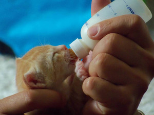 Котенок до месяца пьет из бутылочки