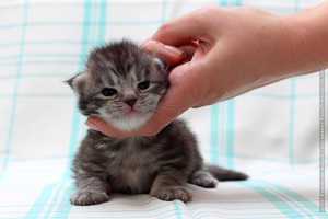 Полосатый двухнедельный котенок ползает