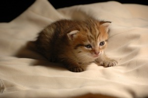 Двухнедельный котенок