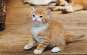 Правильный уход за котенком в 2 месяца