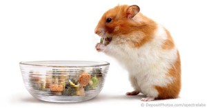 Здоровье хомяка