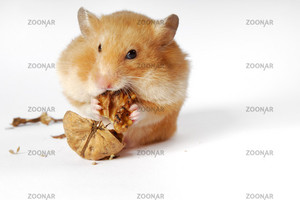 Чем кормить хомяка