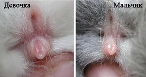 Как определить пол кролика: простые и надежные способы