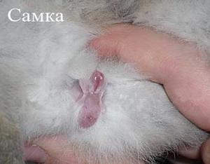 Как отличить кроле от крольчихи