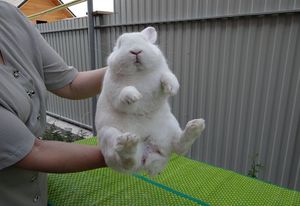 Как узнать половую принадлежность кролика по его поведению и внешности