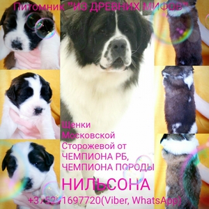 Лучшие породы сторожевых собак: описание и особенности