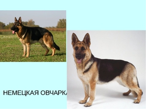 Порода Немецкая овчарка