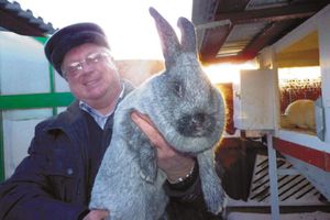 Рекомендации специалистов для постройки кроличьей клетки