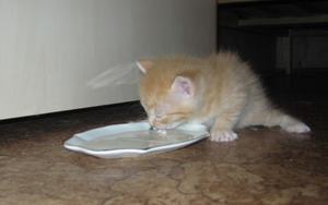 Во сколько котята начинают есть самостоятельно?