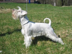 Описание внешнего вида цвергшнауцера