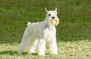 Как правильно ухаживать за цвергшнауцером