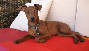 Характер карликового пинчера