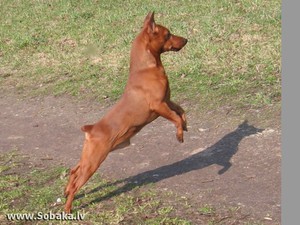 Порода собаки карликовый пинчер