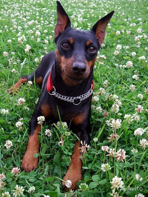 Цвергпинчер: характеристика породы и особенности ухода