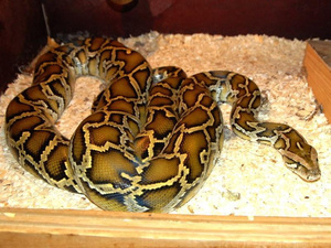 Какие бывают питоны