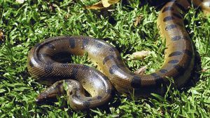 Питон: ядовитый или нет, как выглядит змея