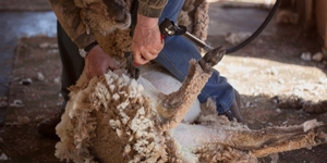 Как правильно стричь овец