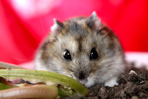 Джунгарская порода Джунгарский хомяк