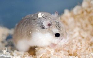 Порода Роборовского Хомяк Роборовского