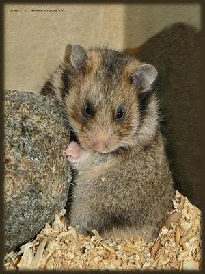 Порода радде Хомяк радде