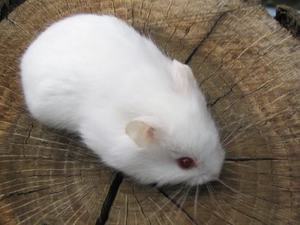 Альбинос хомяк Хомяк альбинос