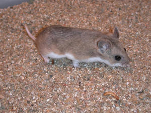 Длиннохвостая порода Длиннохвостый хомяк