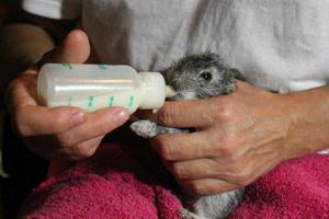 Как выкормить крольчонка без крольчихи: пошаговая инструкция