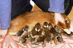 Особенности самостоятельного выкармливания крольчат