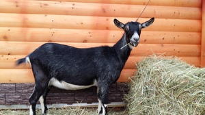 Питание для коз