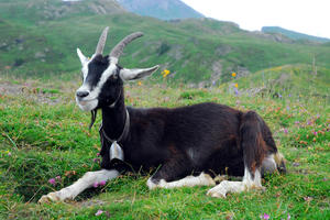 Альпийские козы: уход, содержание и особенности породы