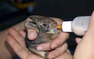 Порции при кормлении крольчат