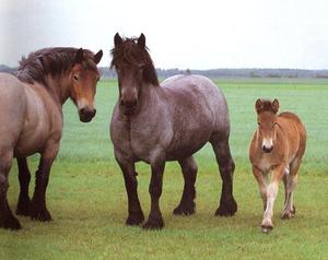 Владимирские тяжеловозы: сила, красота и история породы