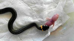 Строение тела ужа