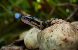 Как спариваются ужи