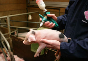 Проведение вакцинации от бешенства 