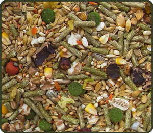 Чем кормить морскую свинку