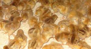 Цыплята породы редбро