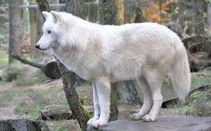 Мельвийский островной волк