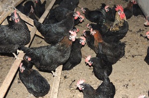 Черные куры