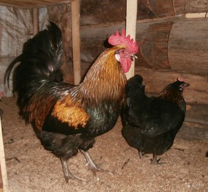 Питание черных курей