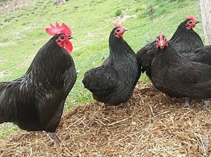 Характеристика породы