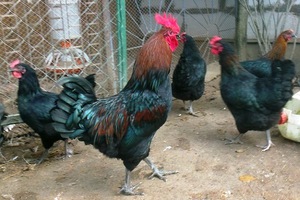 Московская чёрная курица: описание породы и особенности содержания