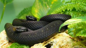 Чёрная мамба