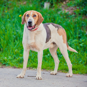 Выбор клички для собаки