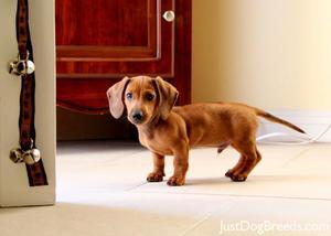 Как назвать щенка