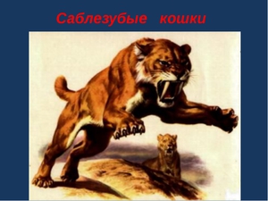 Описание саблезубого тигра