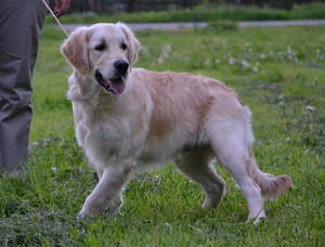 Играть с ретривером