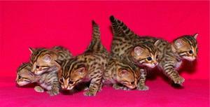 Бенгальские котята