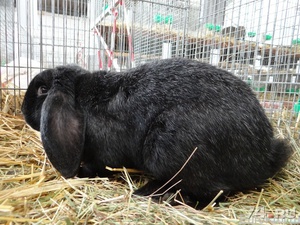 Характеристика породы